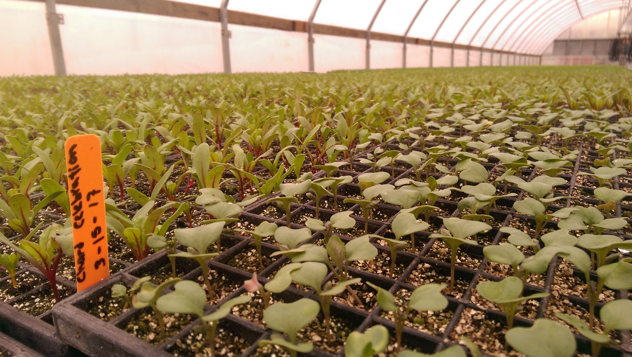 organic chard in greenhouse