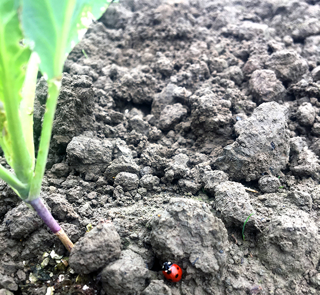 Introducing Ladybugs: Good or Bad?
