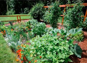 A Great Resource for Beginning Gardeners – “Food Grown Right, In Your ...