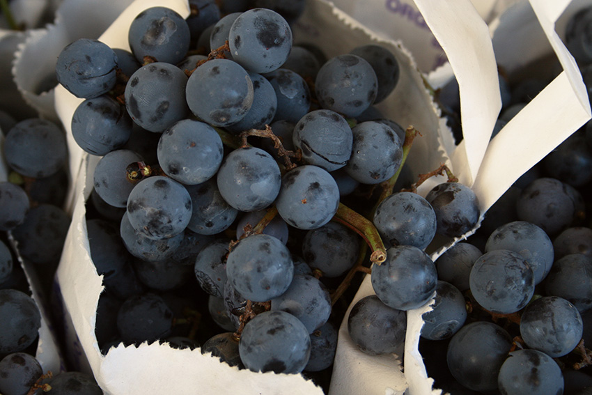 Quick and Easy Concord Grape Jam