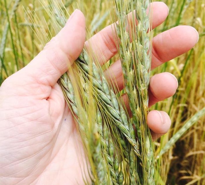 Meet Your Farmer: Greenwillow Grains