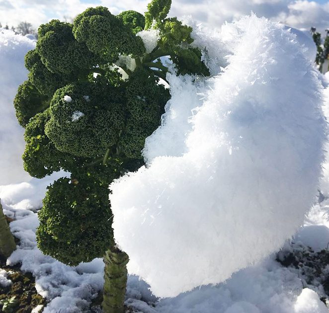 Kale’s New Friend- Snow