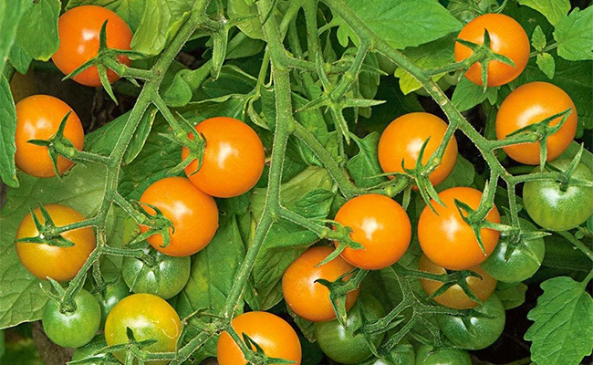 sungold cherry tomatoes