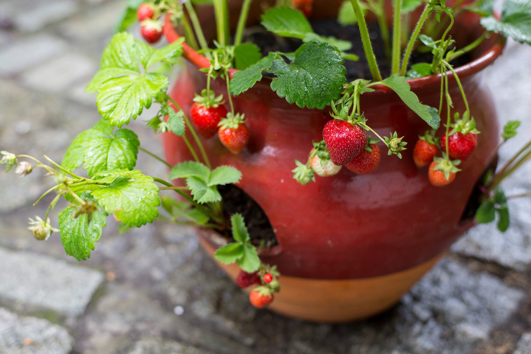strawberry plant in a pot