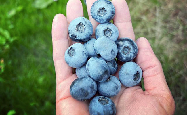 A bunch of blueberries in the palm of a hand